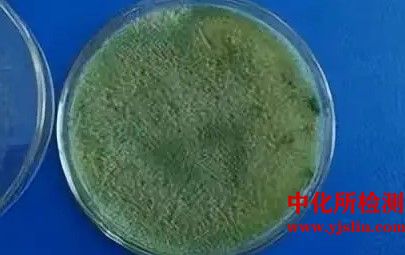 菌種、抗生素敏感性檢測(cè)