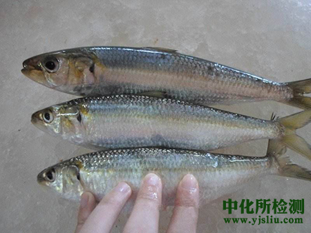 凍魚(yú)檢測(cè)